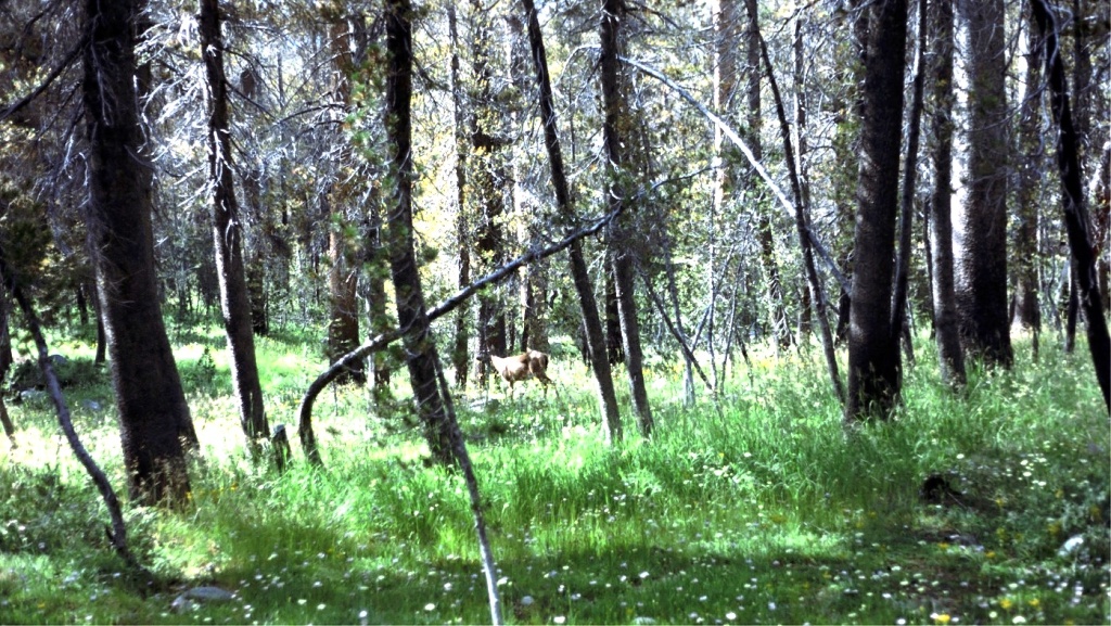 Some kind of elk or deer in the Yosemite high country.