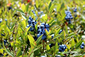Wild blueberries