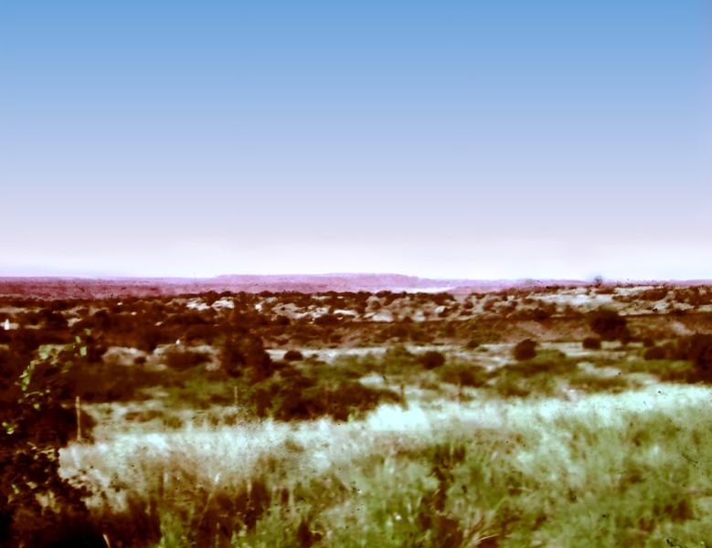 New Mexico sagebrush