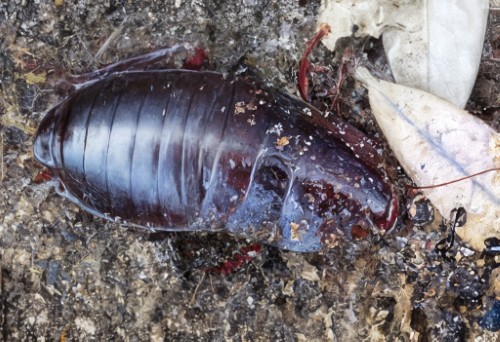 Florida Woods Cockroach