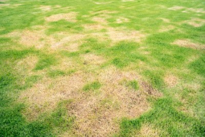 Chinch bug damage