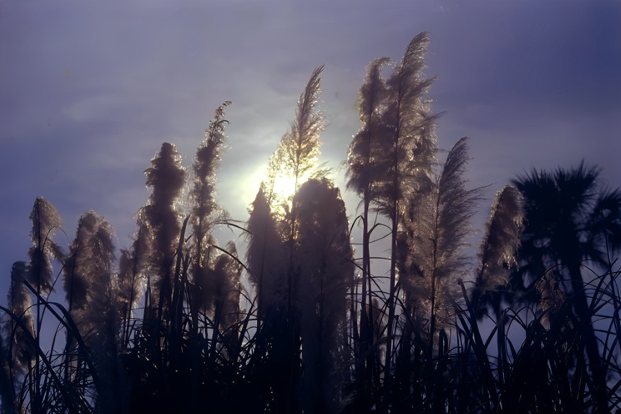 Setting sun through sea oats, Palm Coast.