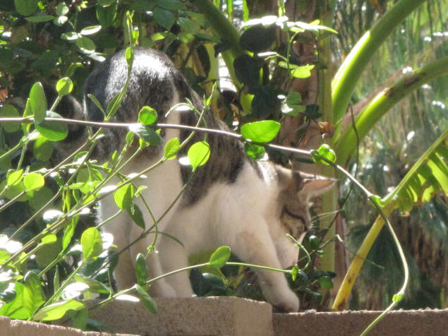 Milton the cat watches the cable being buried.