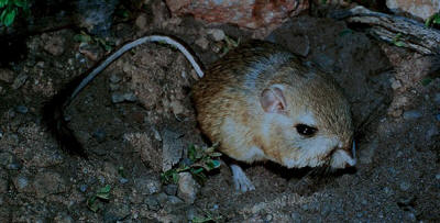 Kangaroo mouse.