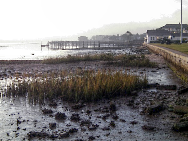 Oyster Bed in nearby Moultrie Creek