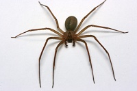 Brown recluse