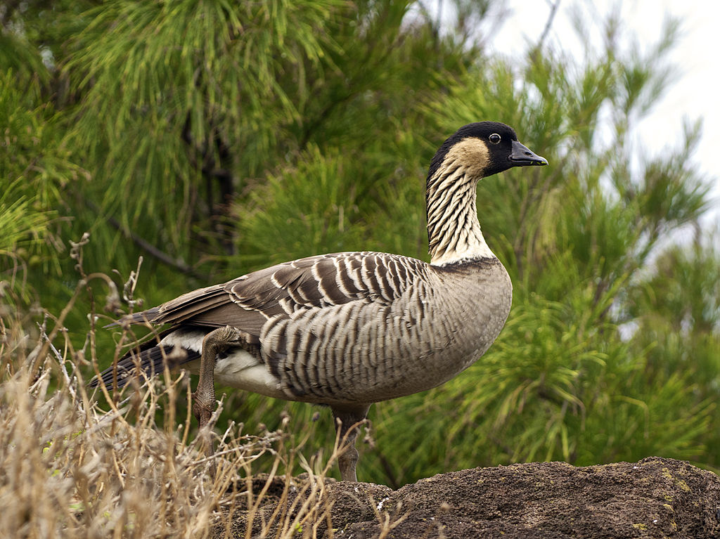 The Nene, Hawaii's State Bird