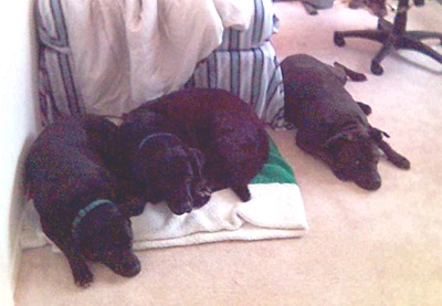 From left to right, Astro, Cirrus, and Amber.