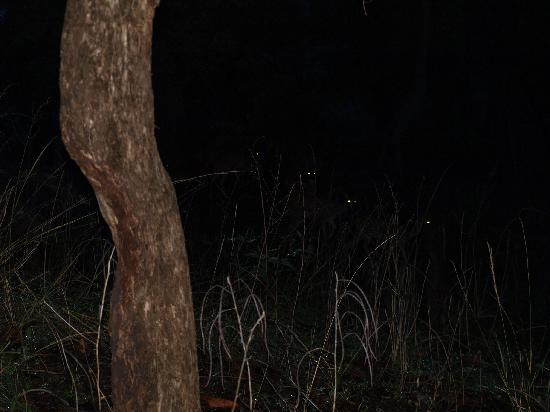 Animal eyes?