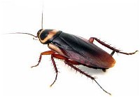 Cockroach