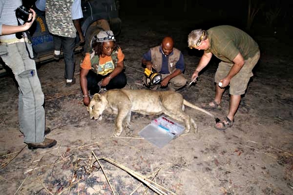 Tagging a lion