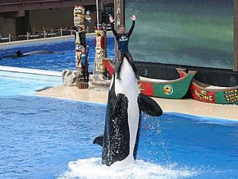Shamu