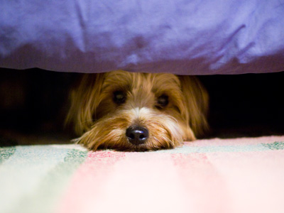 Frightened dog