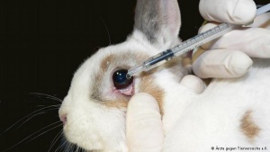 Animal testing