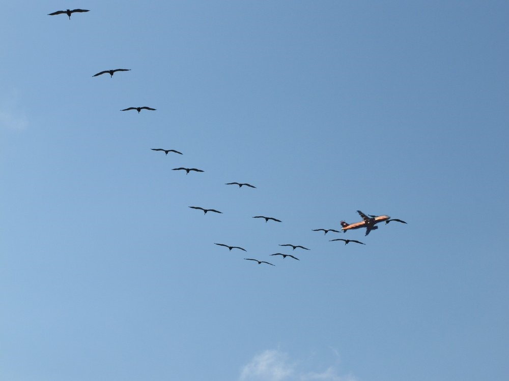 Pterodactyls?