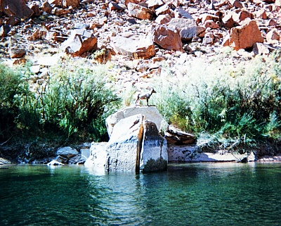 Mountain goat