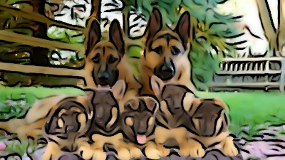 2 adult dogs and 5 puppies