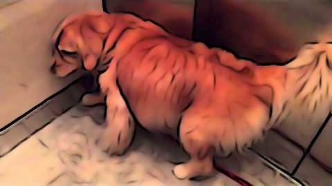 Dog in an elevator