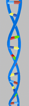 The structure of DNA.