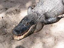 Another alligator.