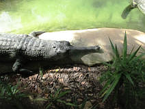 Surprise! An Indian crocodile.