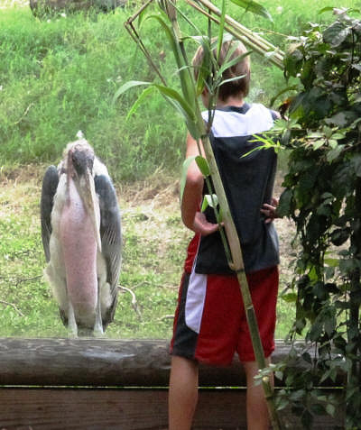 Marabou Stork and Zach.