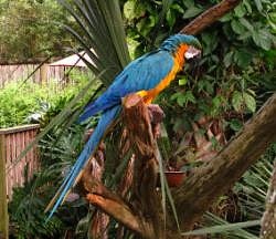 Polly, wanna cracker?