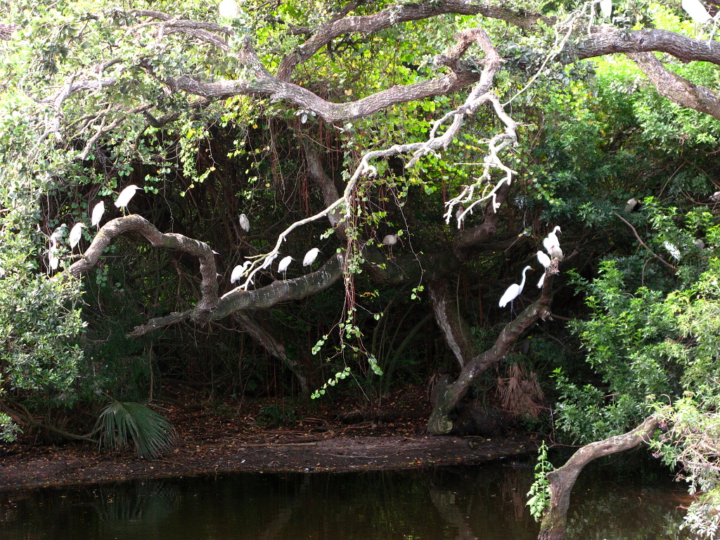 So many baby birds, so few alligators.