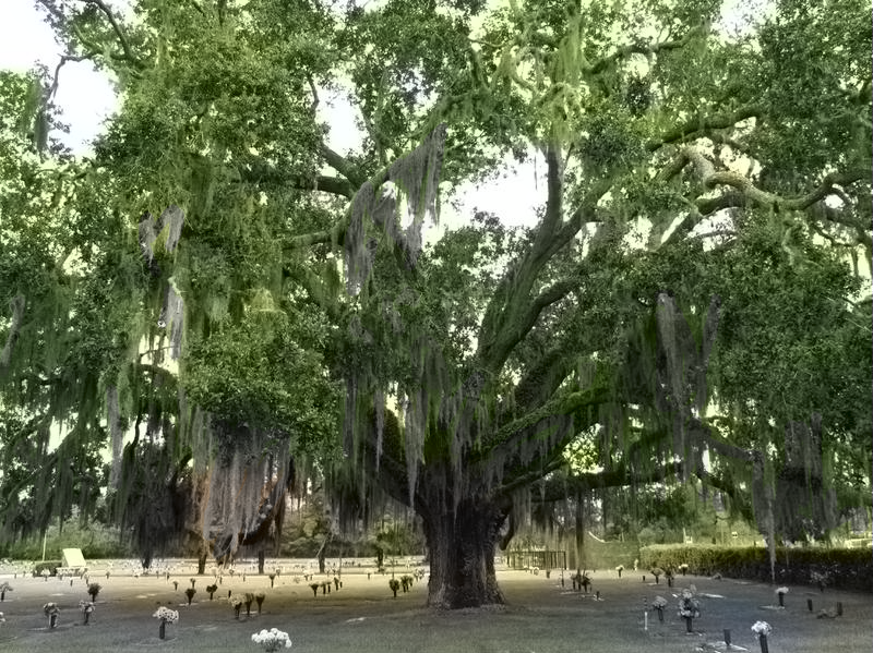 San Lorenzo Cemetery, St. Augustine, Florida