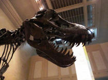 Tyranasaurus Rex