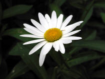 Shasta Daisy