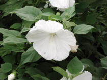 Hibiscus