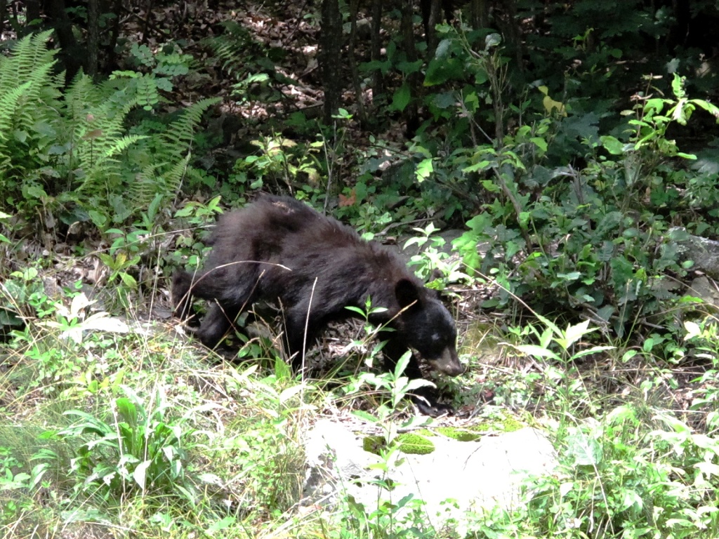 Bear cub foraging in Shenandoah National Park.