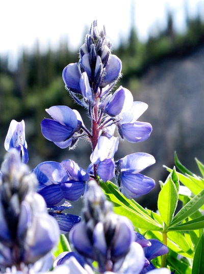 Blue bells on the bank of the Nizina River, Alaska.