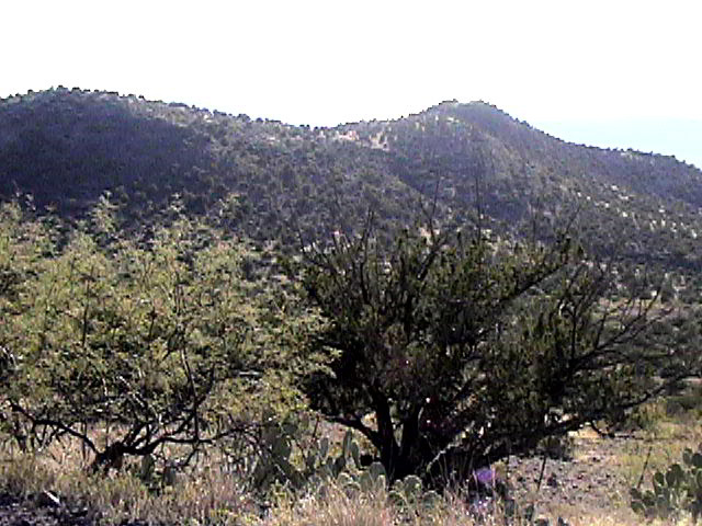 Junipers and Pi&ntilde;ons pair in Fossil Springs Wilderness