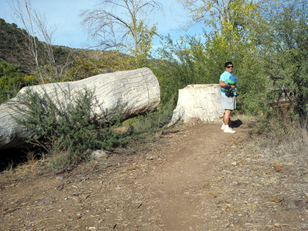 Michael near a fallen cottonwood.