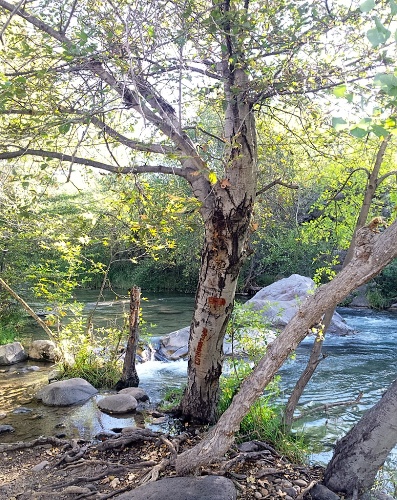 Fossil Creek