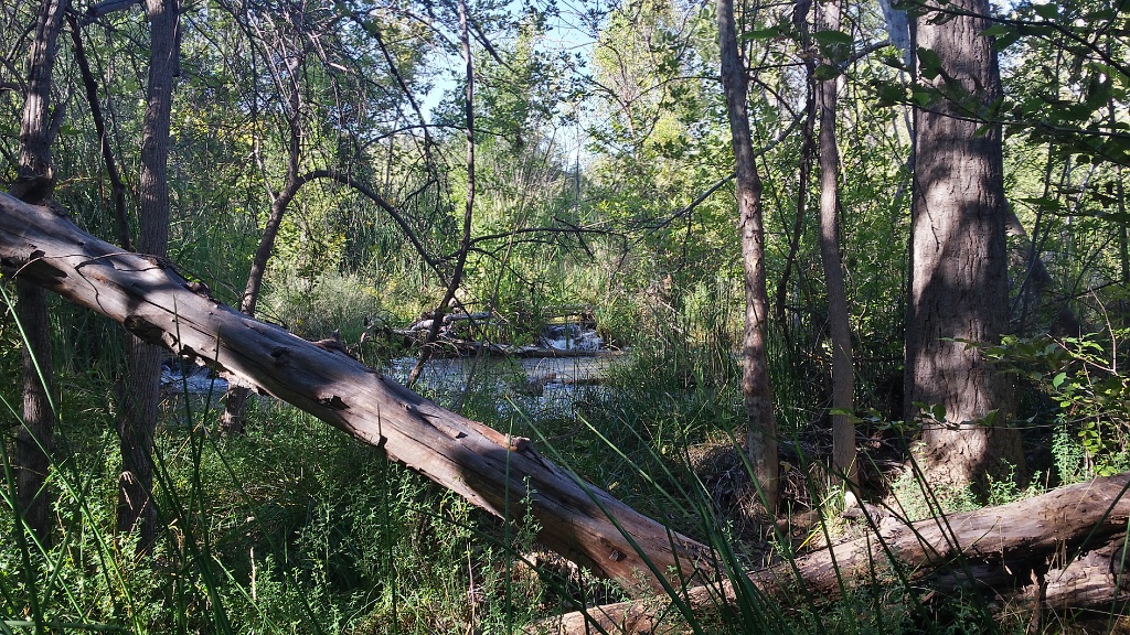 Fossil Springs Wilderness