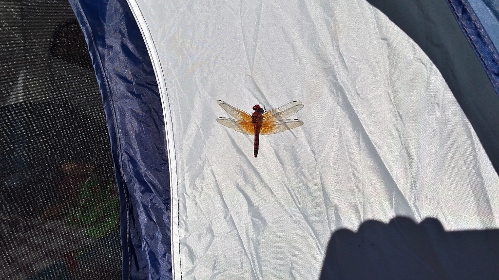 A dragonfly pays a call