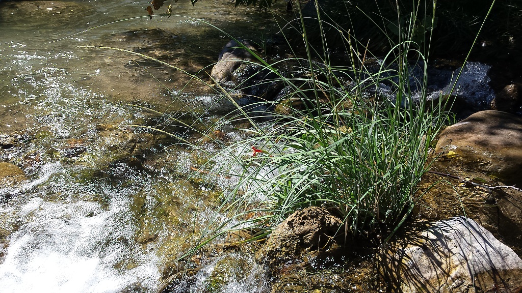 Riparian zone