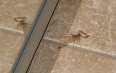 Our uninvited guest: A scorpion.