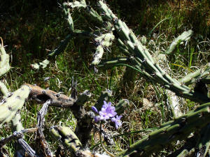 Thanks to the winter's rains, the desert blooms.