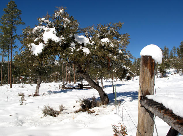 Winter on Pine Canyon Trail.