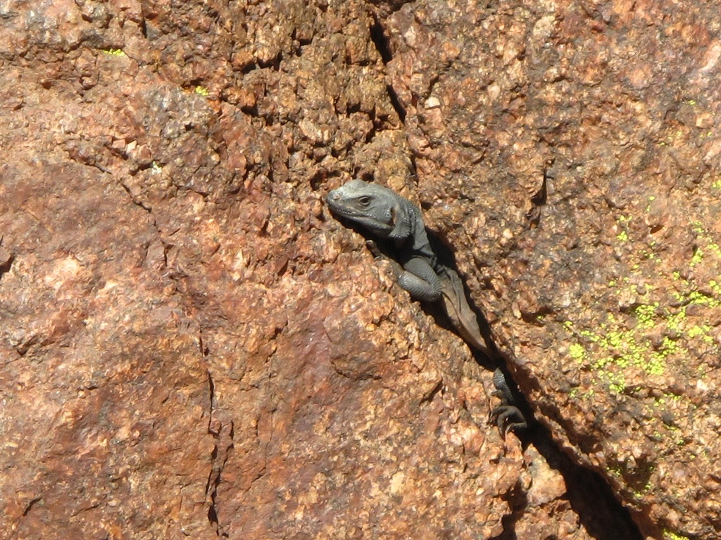 A resident of Echo Canyon.