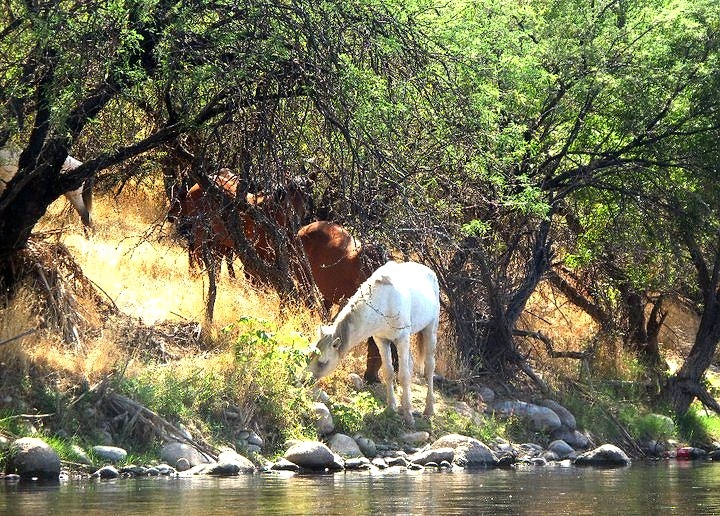 Wild horses at the river's edge.
