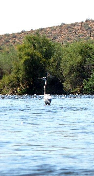 Blue Heron on Salt River.