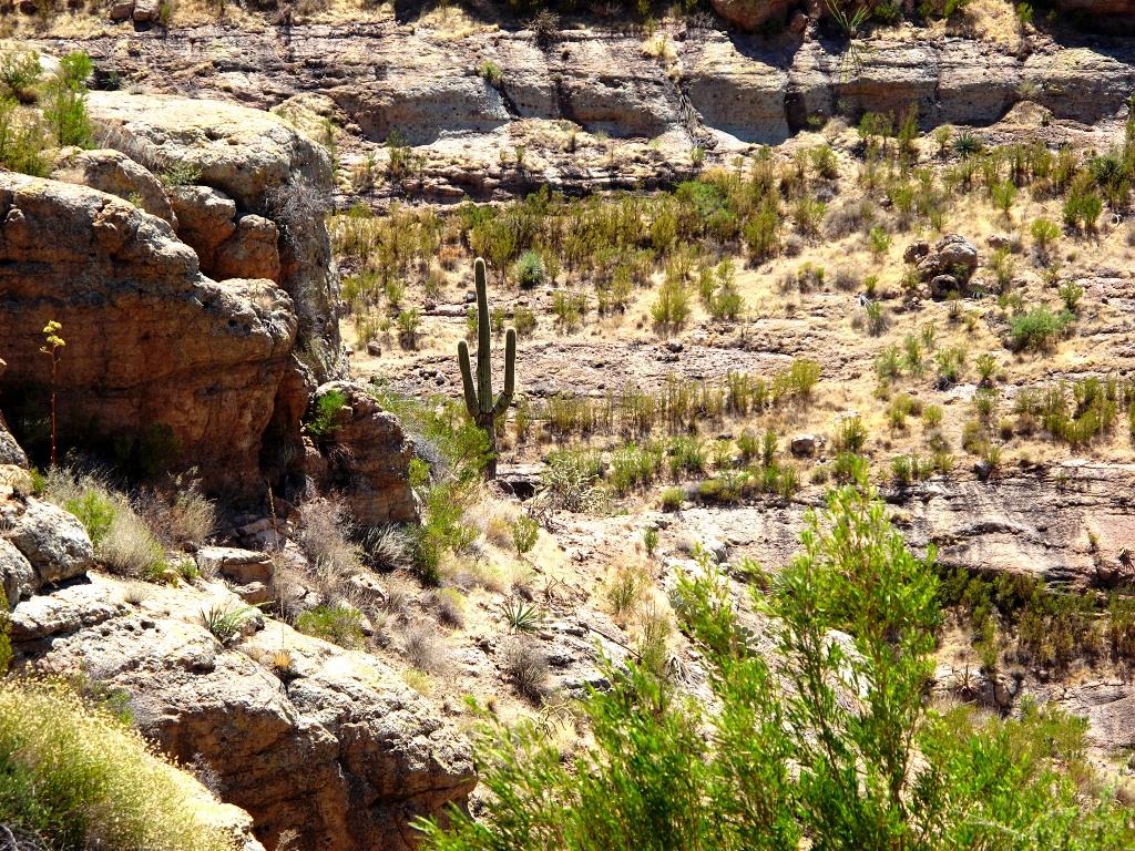 Backlit saquaro at the AZ-88 interpretive trail.