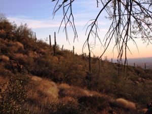 Saguaros at sunset.