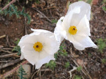 Primrose