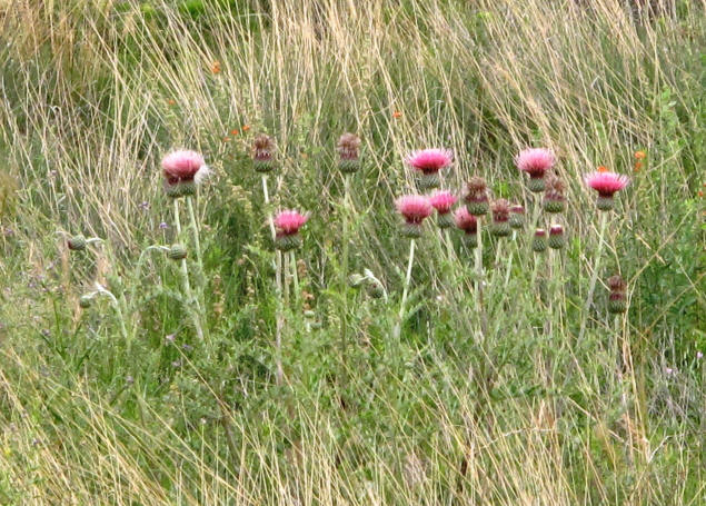 More wildflowers at Willow Lake.